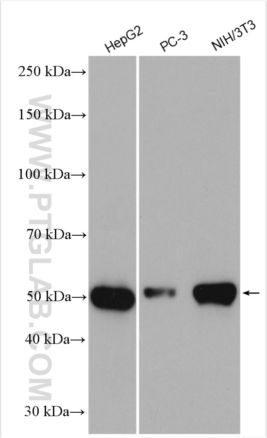 Western Blot (WB) analysis of various lysates using GATA4-Specific Polyclonal antibody (19530-1-AP)