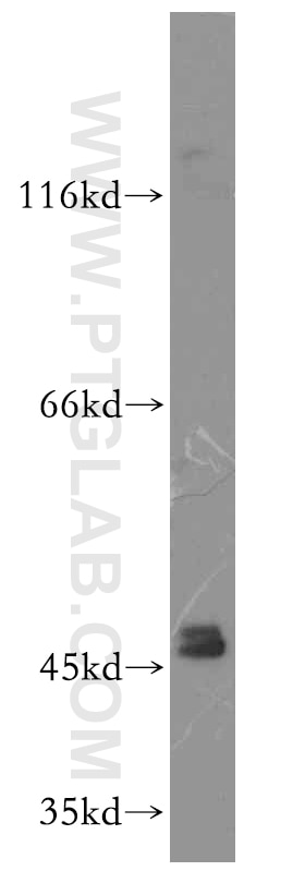 Western Blot (WB) analysis of mouse liver tissue using GATA4-Specific Polyclonal antibody (19530-1-AP)