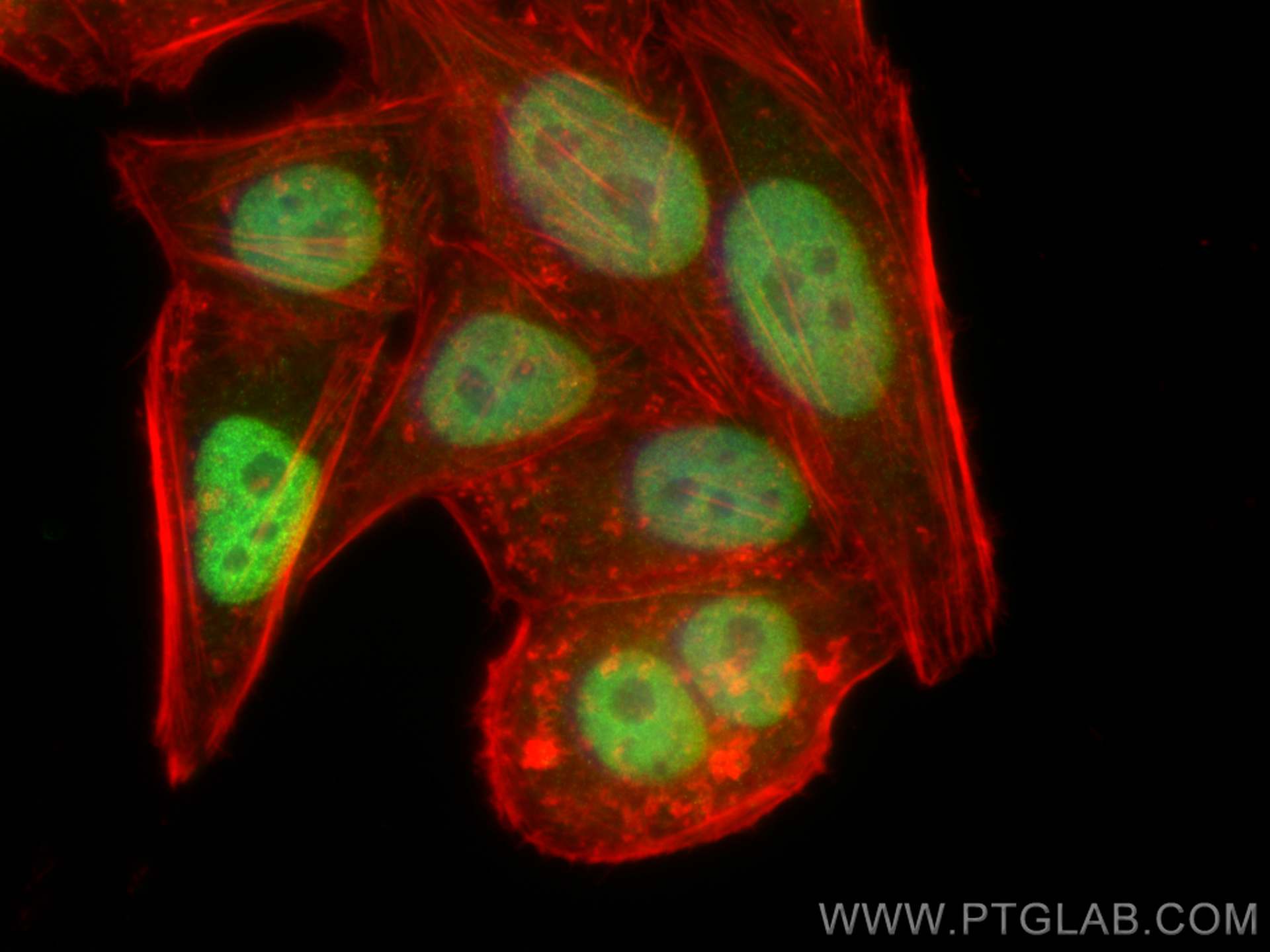 Immunofluorescence (IF) / fluorescent staining of HepG2 cells using GATA5 Polyclonal antibody (55433-1-AP)