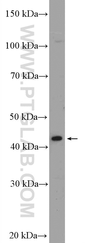 Western Blot (WB) analysis of HepG2 cells using GATA5 Polyclonal antibody (55433-1-AP)