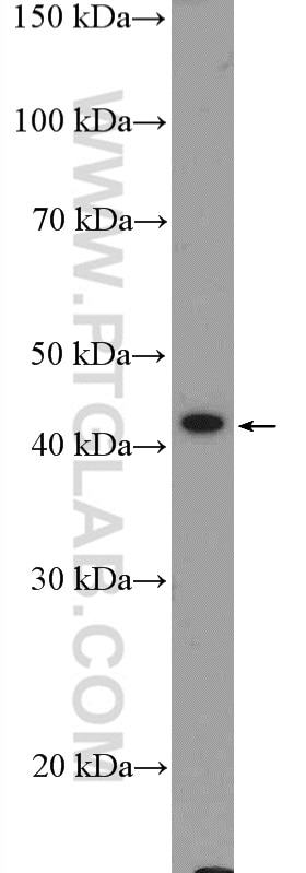 Western Blot (WB) analysis of HepG2 cells using GATA5 Polyclonal antibody (55433-1-AP)