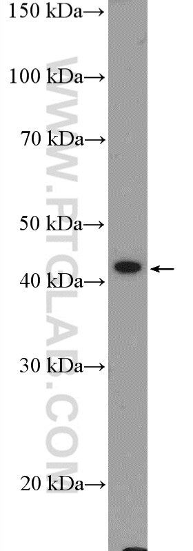 Western Blot (WB) analysis of HepG2 cells using GATA5 Polyclonal antibody (55433-1-AP)