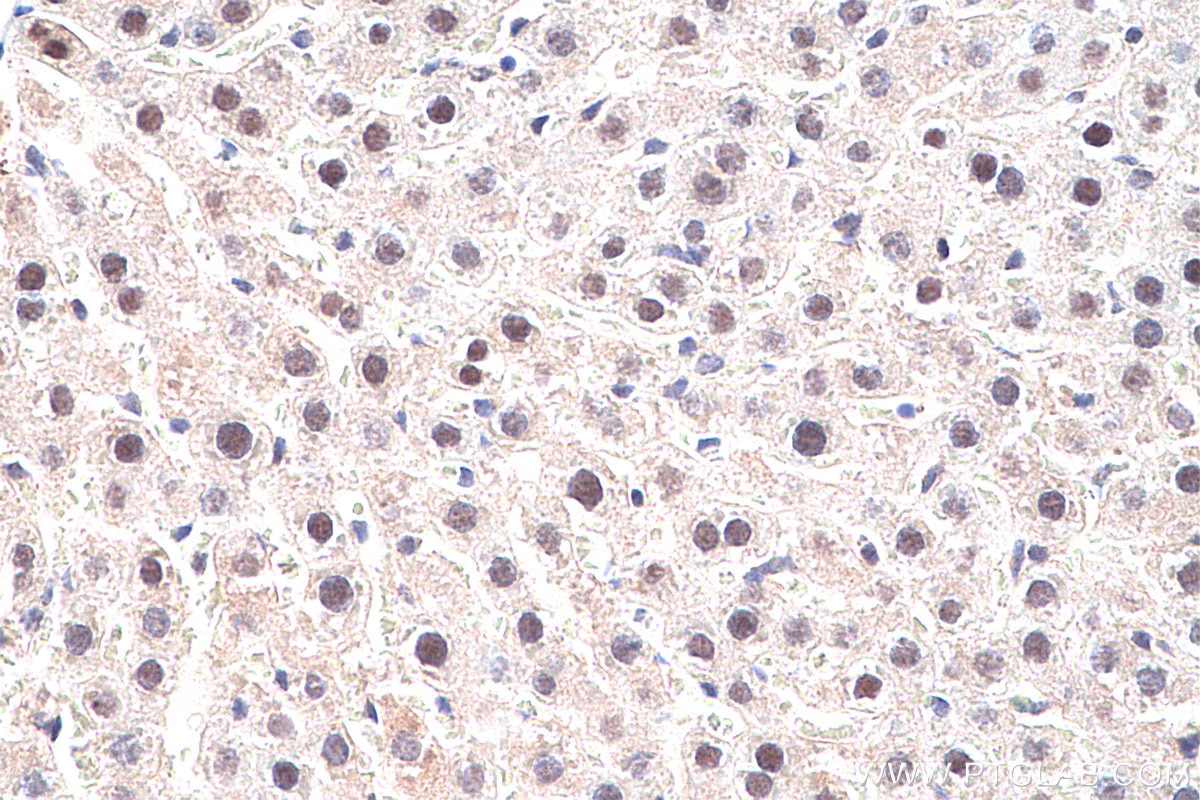 IHC staining of rat liver using 55435-1-AP