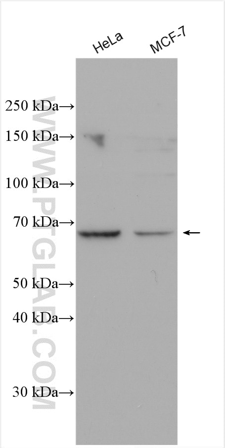Western Blot (WB) analysis of various lysates using GATA6 Polyclonal antibody (55435-1-AP)