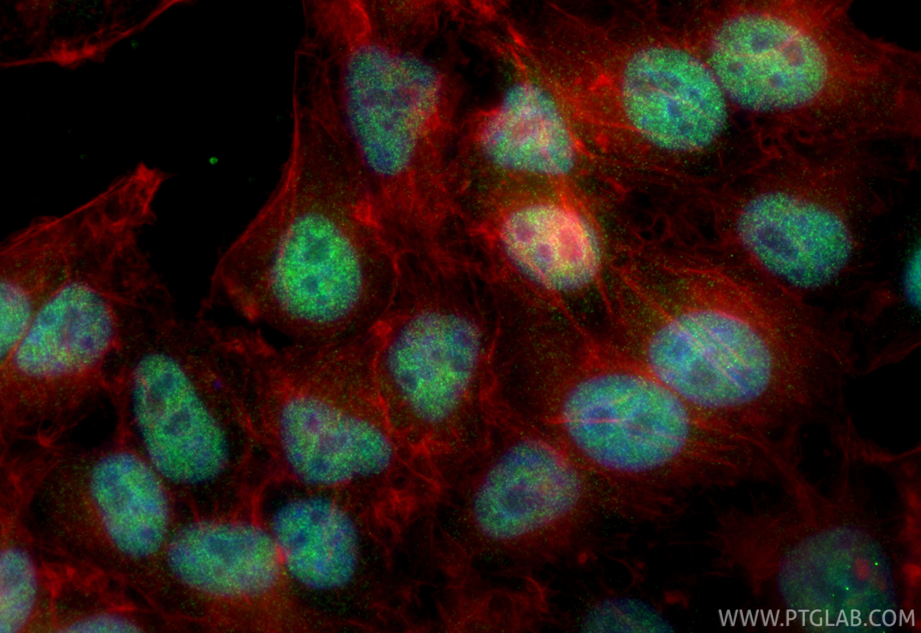 Immunofluorescent analysis of (4% PFA) fixed HepG2 cells using GATA6 antibody (84987-5-RR, Clone: 242325G7 ) at dilution of 1:1000 and CoraLite®488-Conjugated Goat Anti-Rabbit IgG(H+L) (SA00013-2), CL594-Phalloidin (red). Immunofluorescence (IF) / fluorescent staining of HepG2 cells using GATA6 Recombinant monoclonal antibody (84987-5-RR)