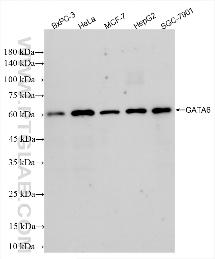 Western Blot (WB) analysis of various lysates using GATA6 Recombinant antibody (84987-5-RR)