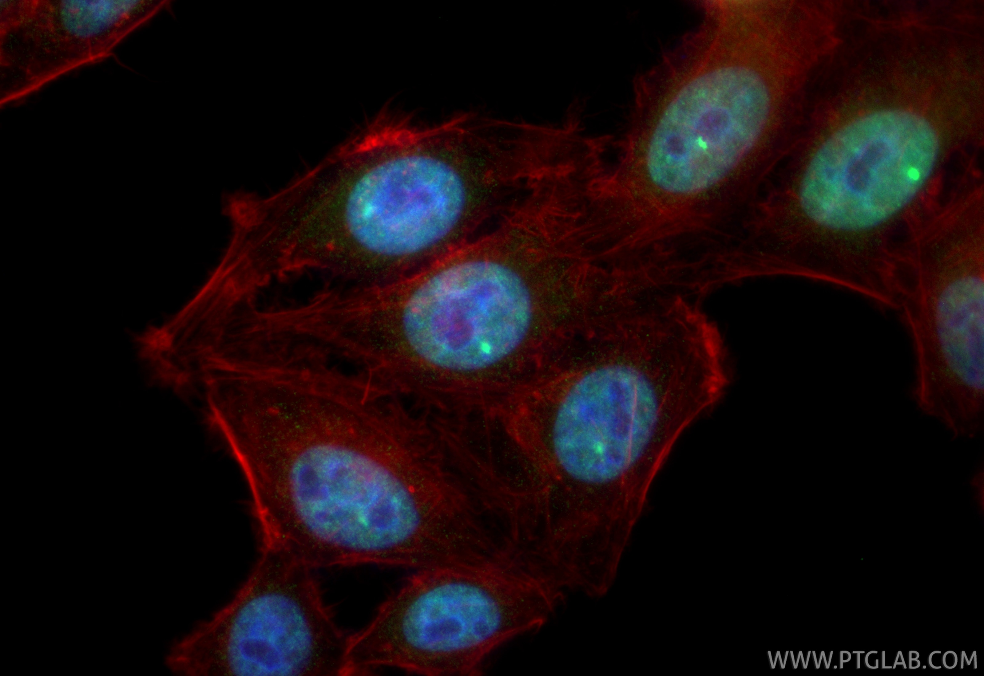 Immunofluorescent analysis of (4% PFA) fixed HepG2 cells using CoraLite® Plus 488 GATA6 antibody (CL488-84987-5, Clone: 242325G7 ) at dilution of 1:200, CL594-Phalloidin (red). Immunofluorescence (IF) / fluorescent staining of HepG2 cells using CoraLite® Plus 488-conjugated GATA6 Recombinant mo (CL488-84987-5)
