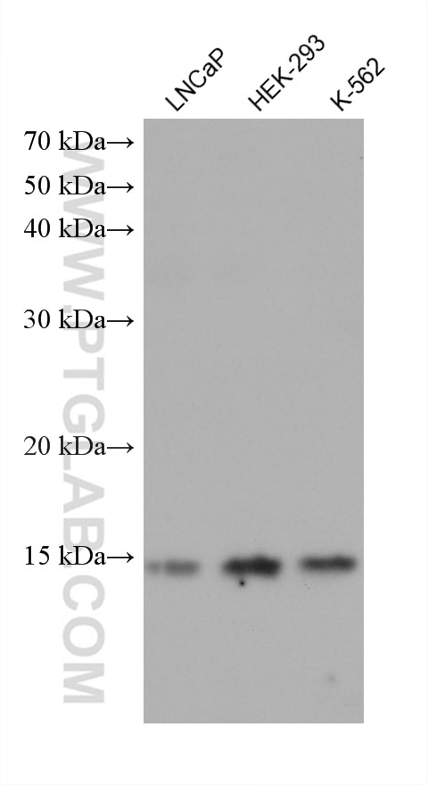 Western Blot (WB) analysis of various lysates using GATC Monoclonal antibody (68405-1-Ig)