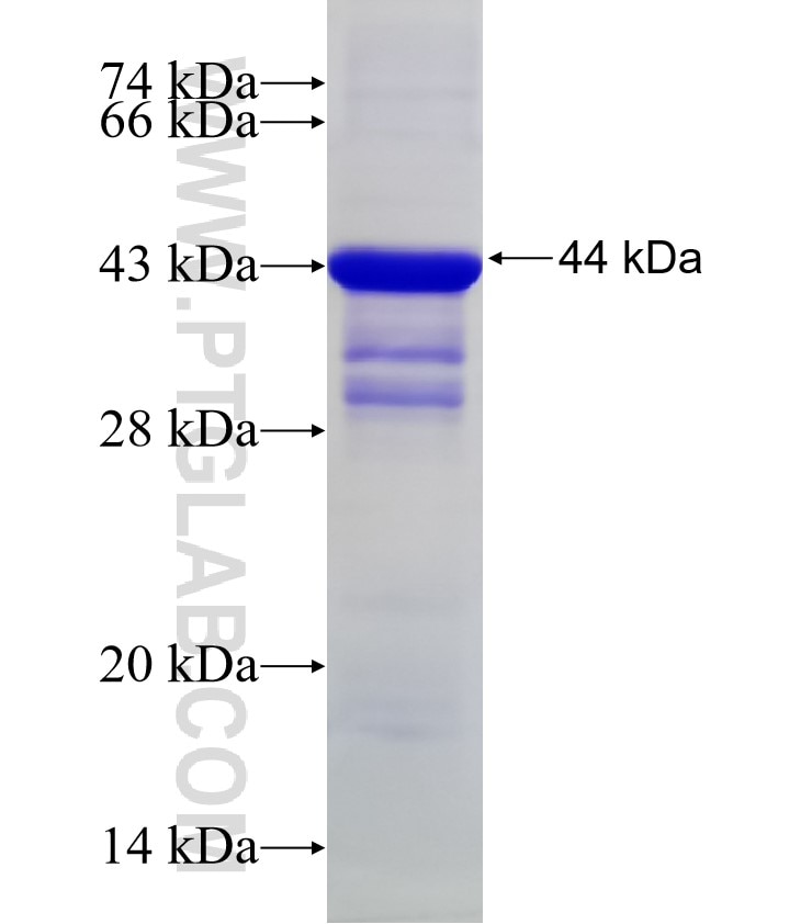 GATC fusion protein Ag19713 SDS-PAGE