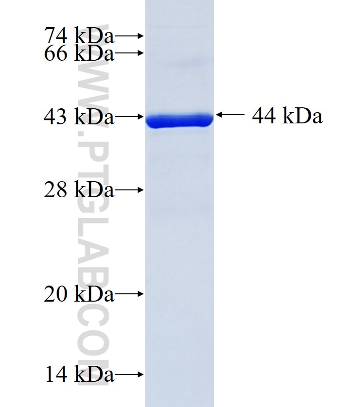 GATC fusion protein Ag19713 SDS-PAGE