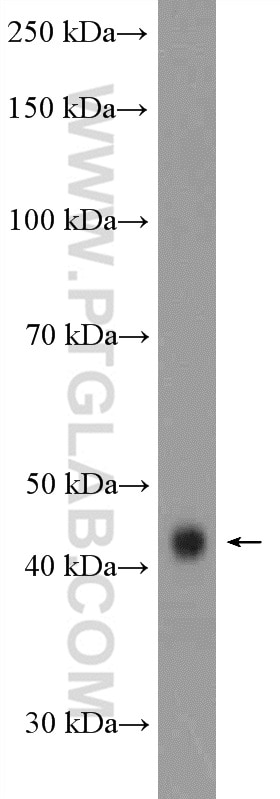 Western Blot (WB) analysis of rat kidney tissue using GATM Polyclonal antibody (12801-1-AP)