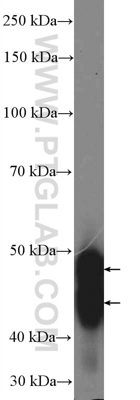 Western Blot (WB) analysis of rat pancreas tissue using GATM Polyclonal antibody (12801-1-AP)
