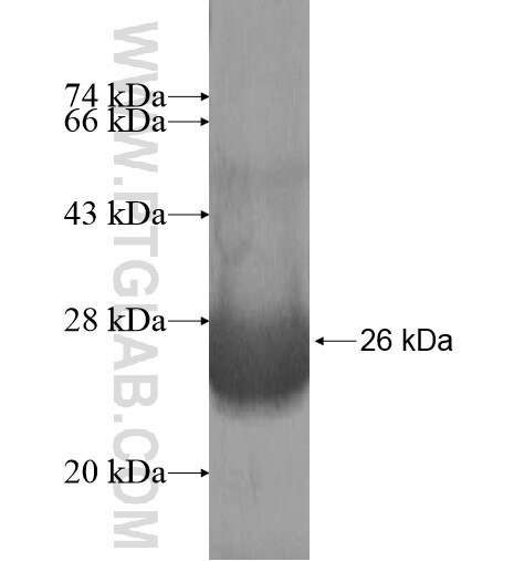 GATS fusion protein Ag12232 SDS-PAGE