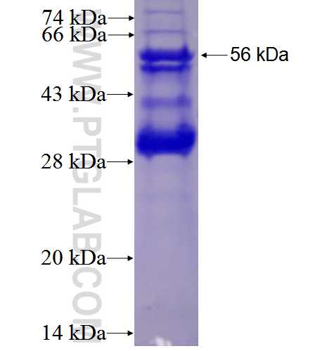 GBA fusion protein Ag27388 SDS-PAGE