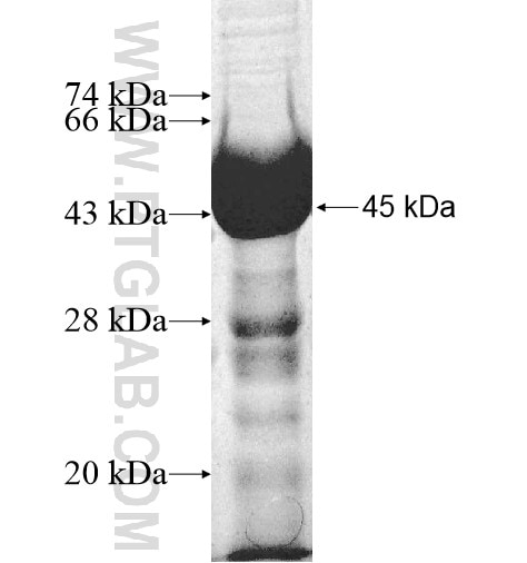 GBA2 fusion protein Ag10606 SDS-PAGE