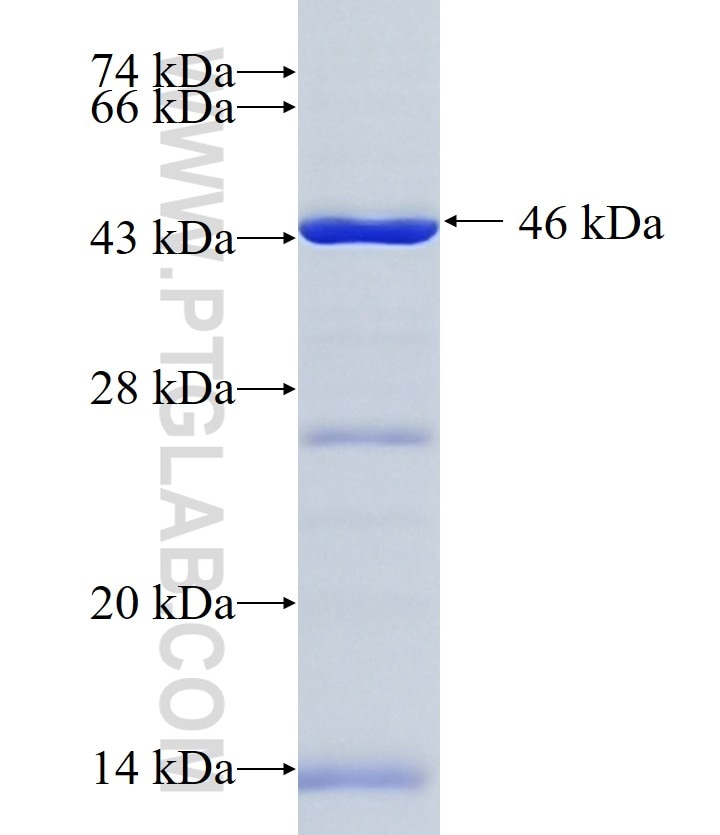 GBA2 fusion protein Ag10606 SDS-PAGE