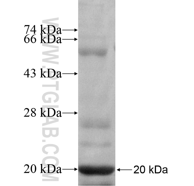 GBA3 fusion protein Ag9936 SDS-PAGE
