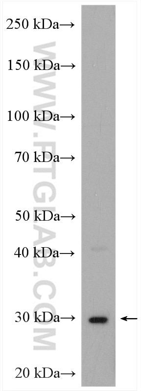 Western Blot (WB) analysis of HepG2 cells using GBAS Polyclonal antibody (18570-1-AP)