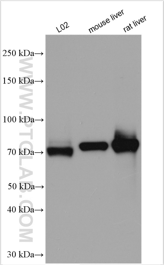 Western Blot (WB) analysis of various lysates using GBE1 Polyclonal antibody (20313-1-AP)