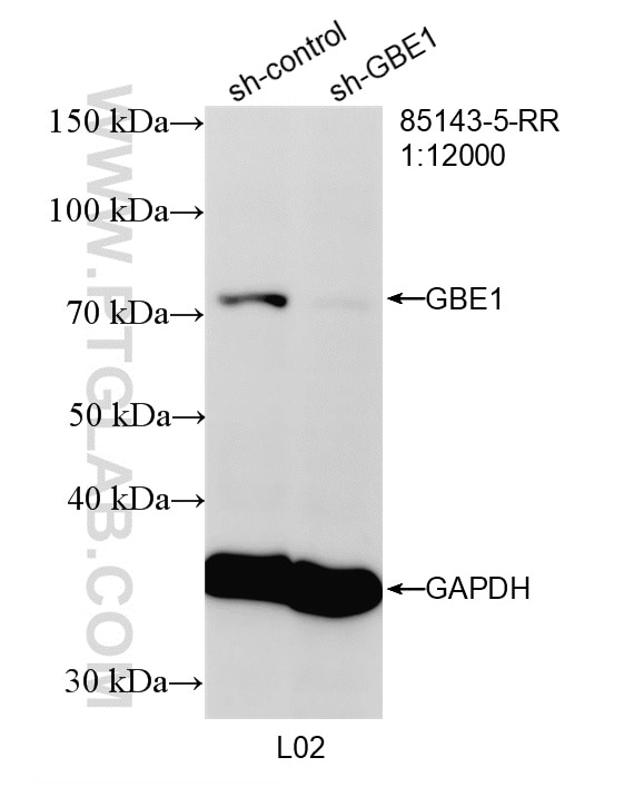WB analysis of L02 using 85143-5-RR Western Blot (WB) analysis of L02 cells using GBE1 Recombinant monoclonal antibody (85143-5-RR)