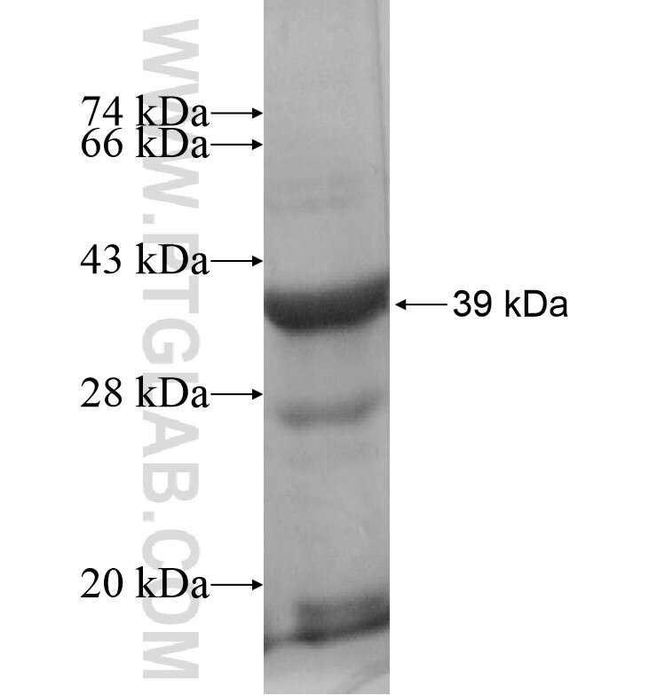 GBE1 fusion protein Ag16838 SDS-PAGE