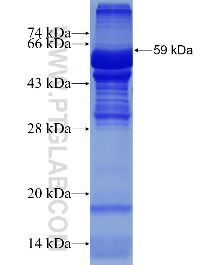 GBE1 fusion protein Ag14154 SDS-PAGE