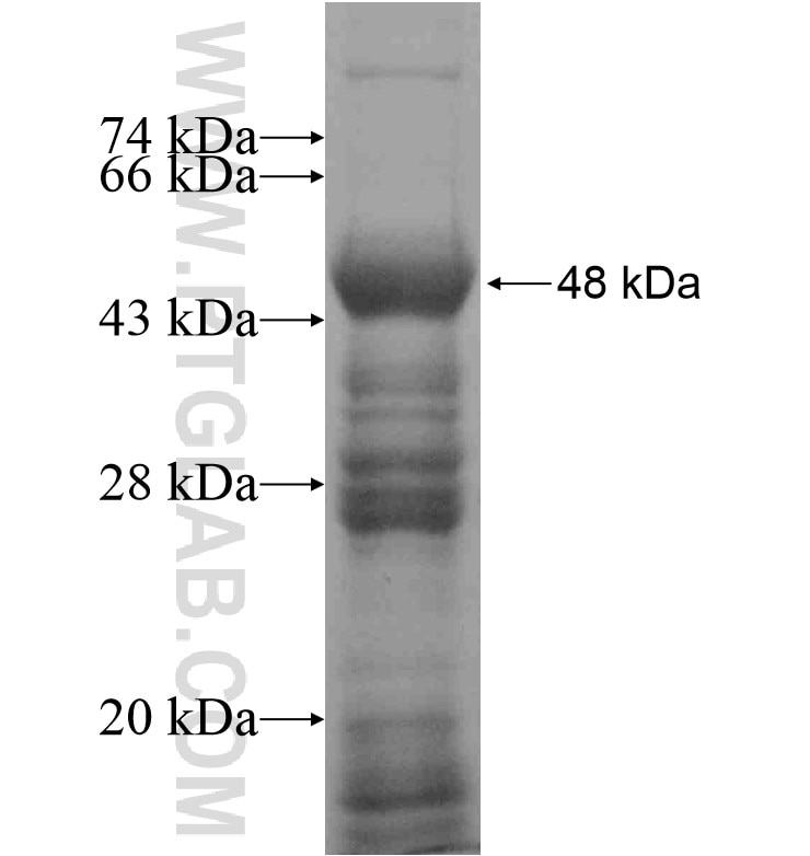 GBF1 fusion protein Ag16579 SDS-PAGE