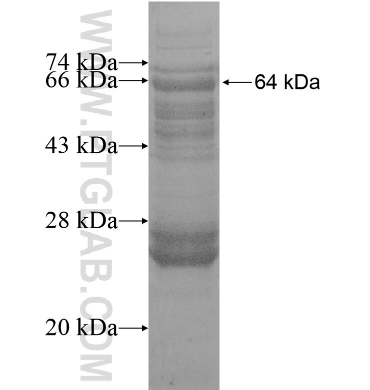 GBF1 fusion protein Ag16582 SDS-PAGE