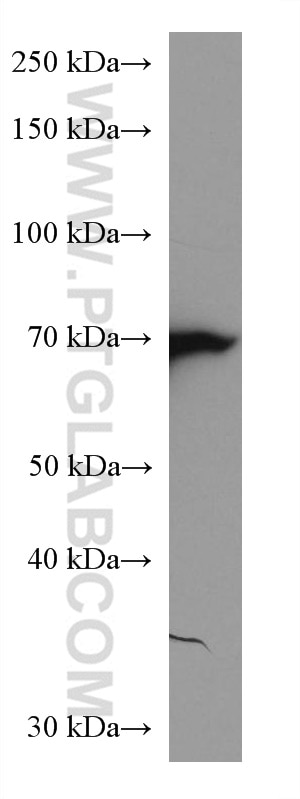 Western Blot (WB) analysis of pig spleen tissue using GBP1 Monoclonal antibody (67161-1-Ig)