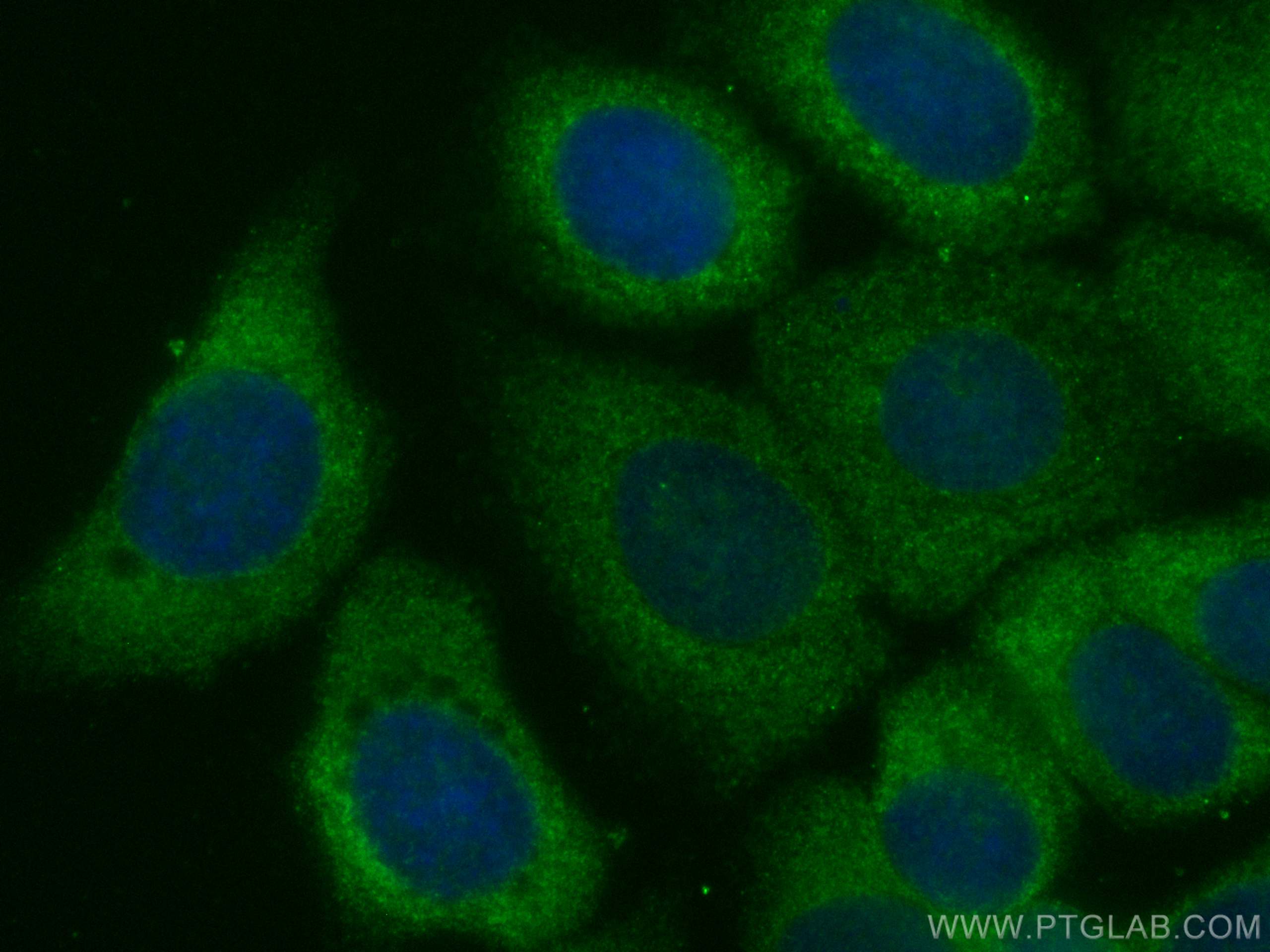 Immunofluorescence (IF) / fluorescent staining of MCF-7 cells using CoraLite® Plus 488-conjugated GBP1 Monoclonal anti (CL488-67161)