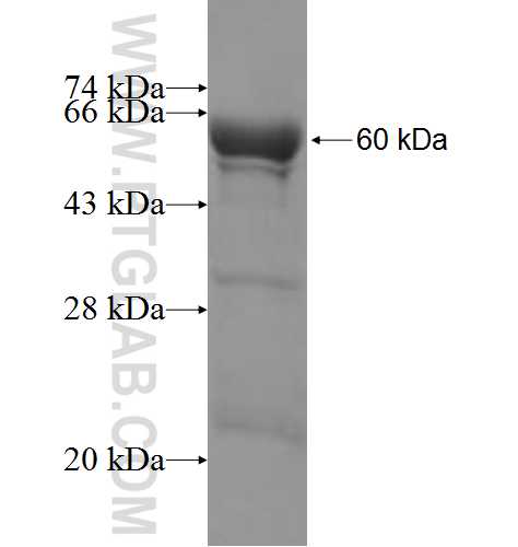 GBP1 fusion protein Ag7562 SDS-PAGE
