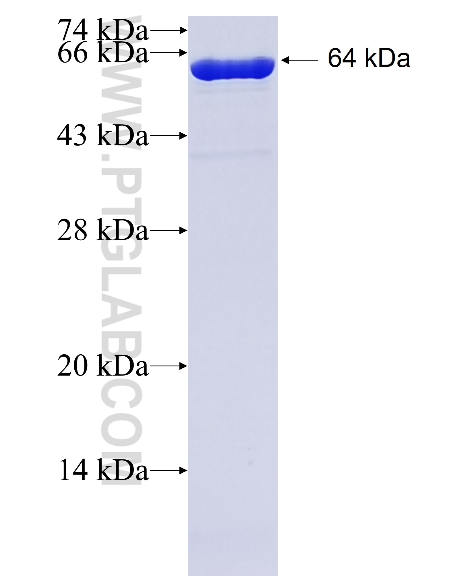 GBP1 fusion protein Ag7562 SDS-PAGE