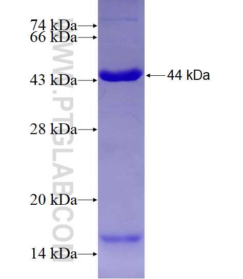 GBP1 fusion protein Ag7767 SDS-PAGE