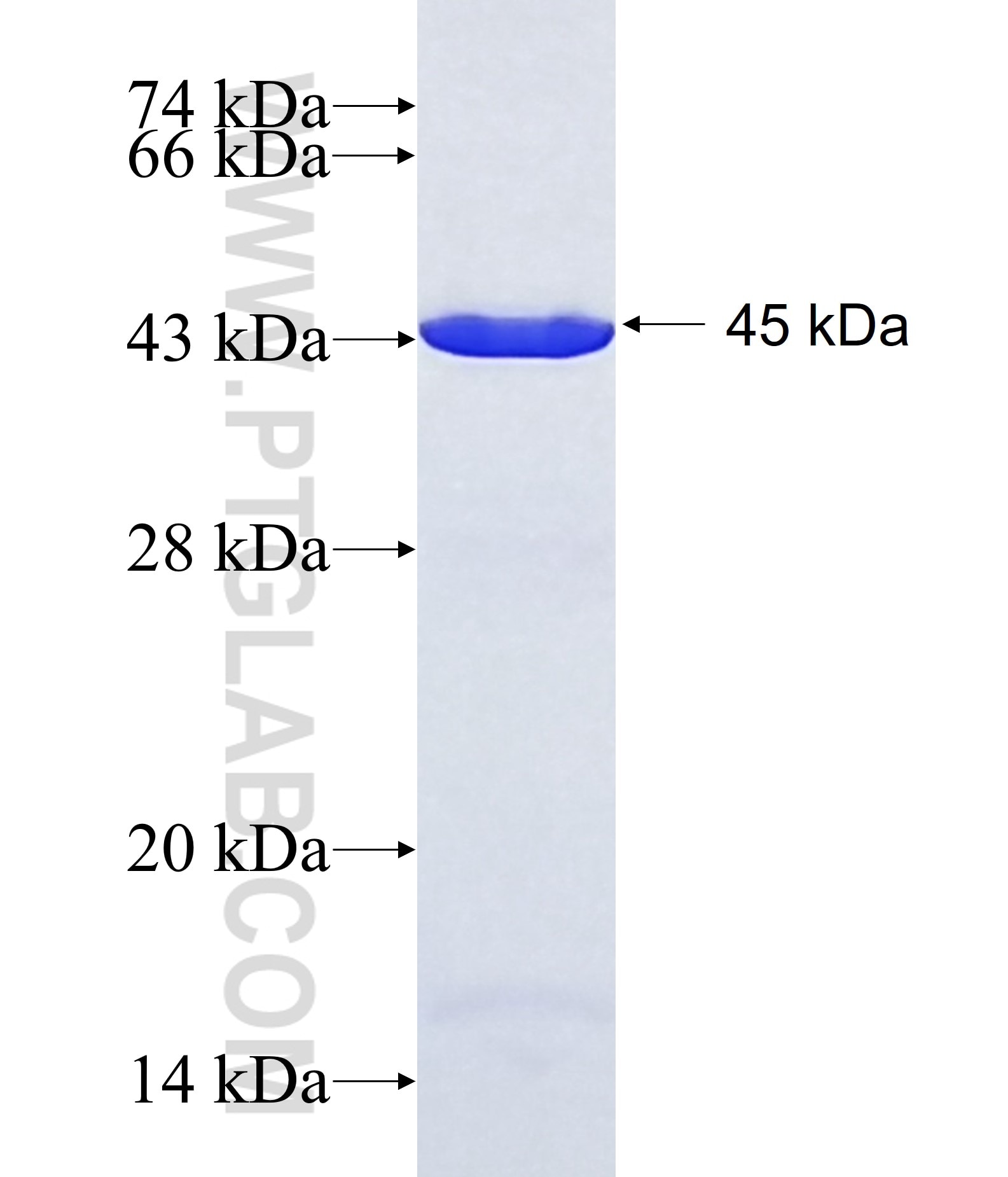 GBP2 fusion protein Ag24108 SDS-PAGE