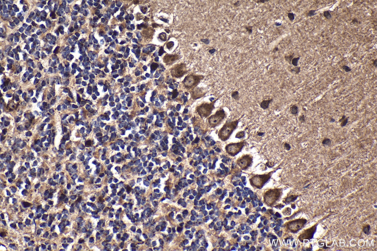 Immunohistochemistry (IHC) staining of mouse cerebellum tissue using GBP3 Polyclonal antibody (30719-1-AP)