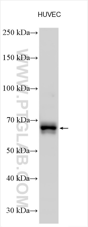 Western Blot (WB) analysis of various lysates using GBP3 Polyclonal antibody (30719-1-AP)