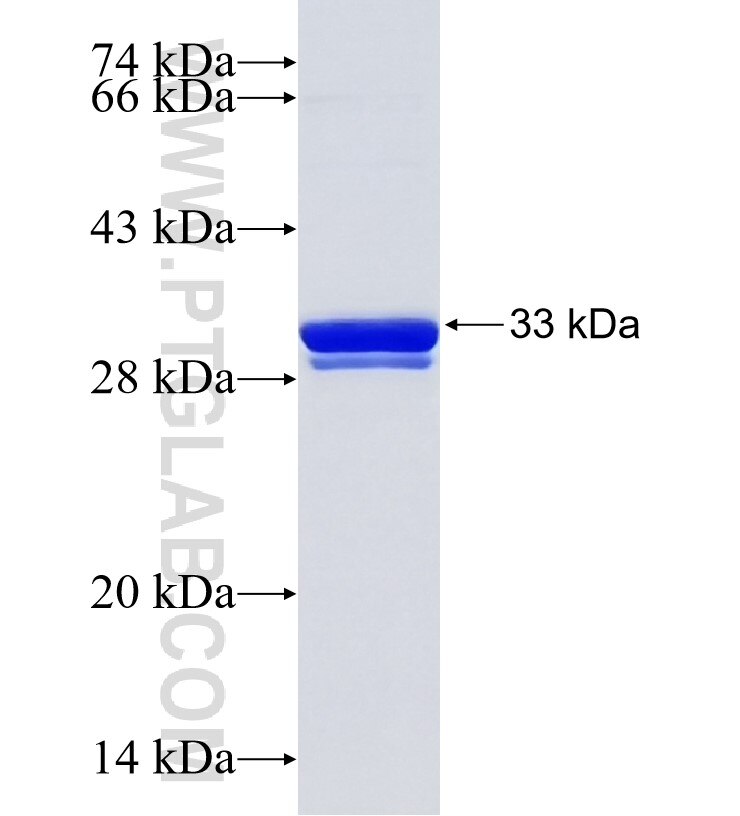 GBP3 fusion protein Ag33889 SDS-PAGE