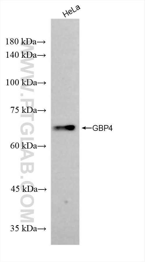 Western Blot (WB) analysis of HeLa cells using GBP4 Recombinant antibody (83699-4-RR)