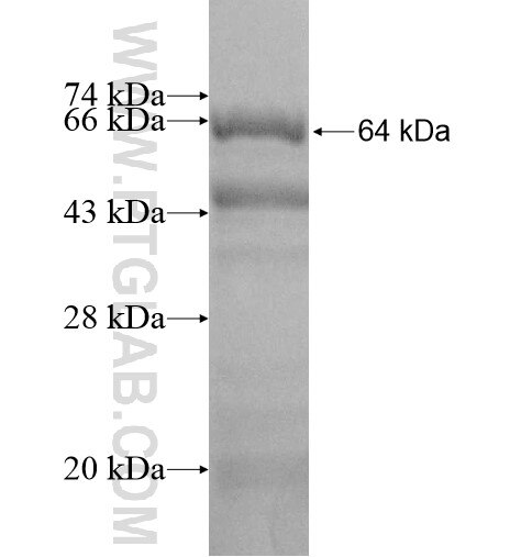 GBP4 fusion protein Ag12006 SDS-PAGE
