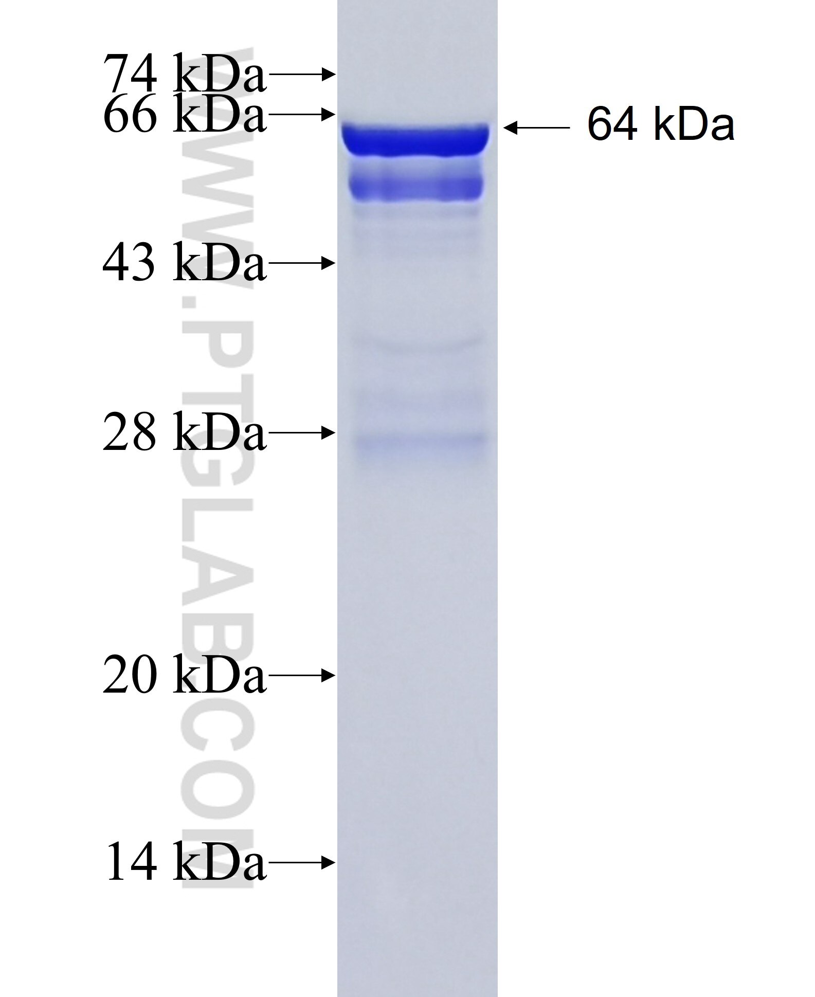 GBP4 fusion protein Ag12006 SDS-PAGE