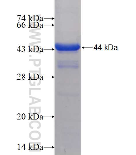 GBP4 fusion protein Ag12223 SDS-PAGE