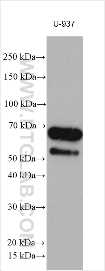 Western Blot (WB) analysis of various lysates using GBP5 Polyclonal antibody (13220-1-AP)