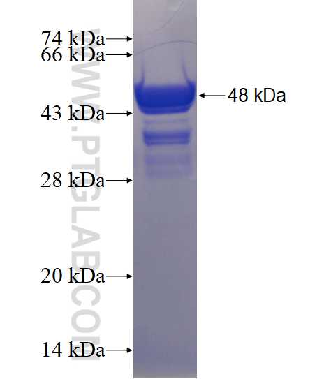 GBP5 fusion protein Ag4103 SDS-PAGE