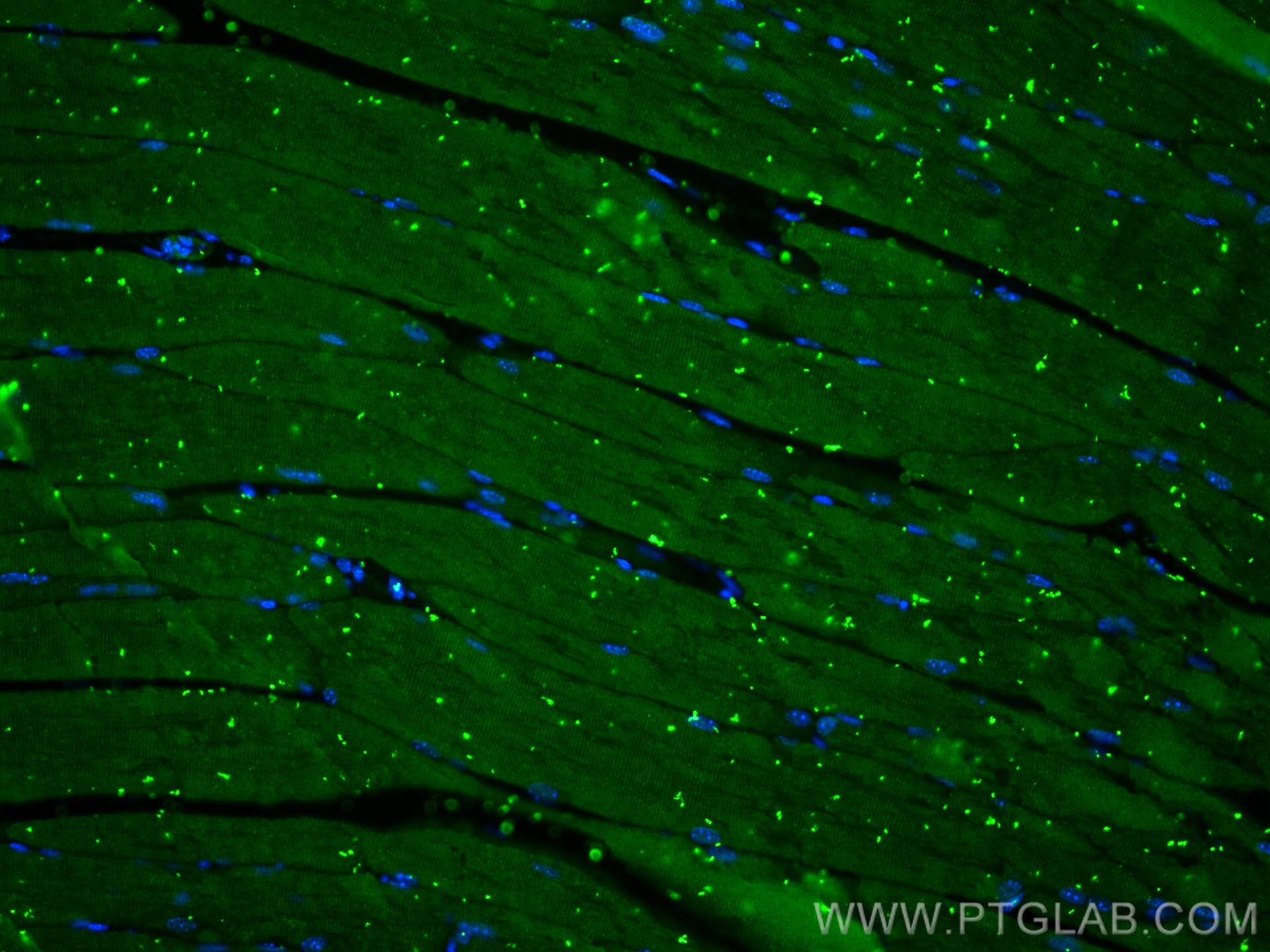 Immunofluorescence (IF) / fluorescent staining of mouse skeletal muscle tissue using GBX1 Polyclonal antibody (55035-1-AP)