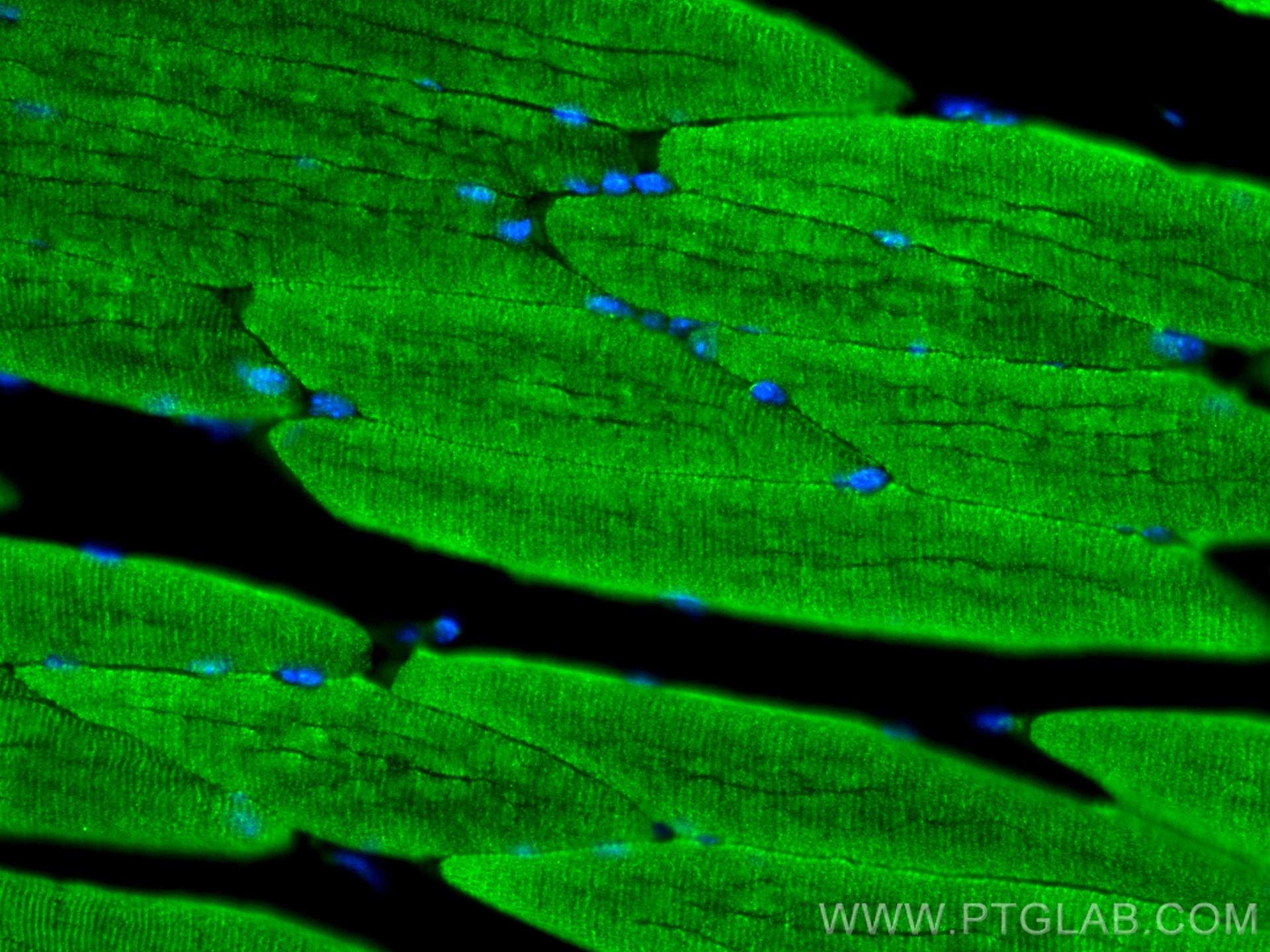 Immunofluorescence (IF) / fluorescent staining of mouse skeletal muscle tissue using GBX1 Polyclonal antibody (55035-1-AP)