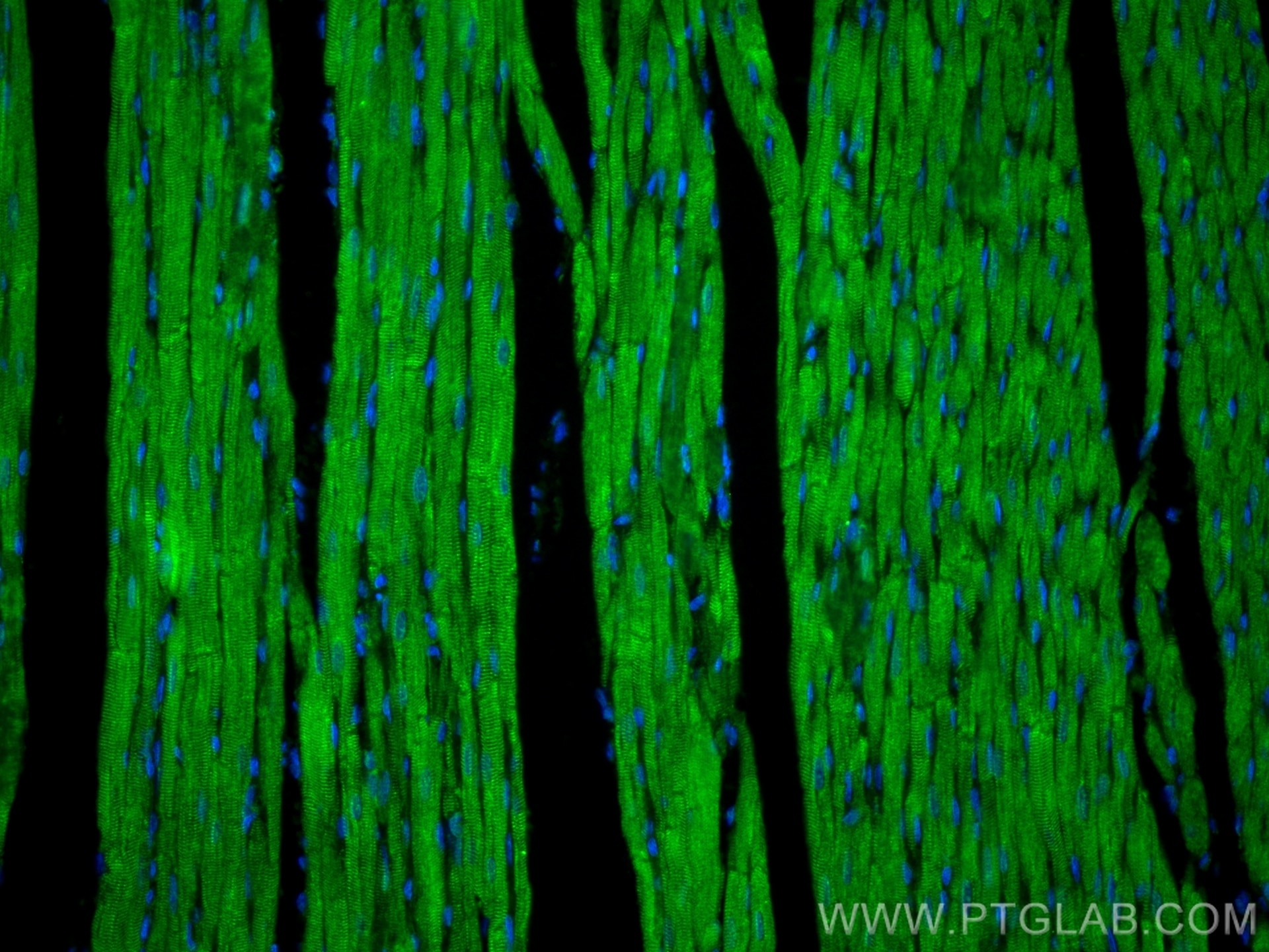 Immunofluorescence (IF) / fluorescent staining of rat heart tissue using GBX1 Polyclonal antibody (55035-1-AP)