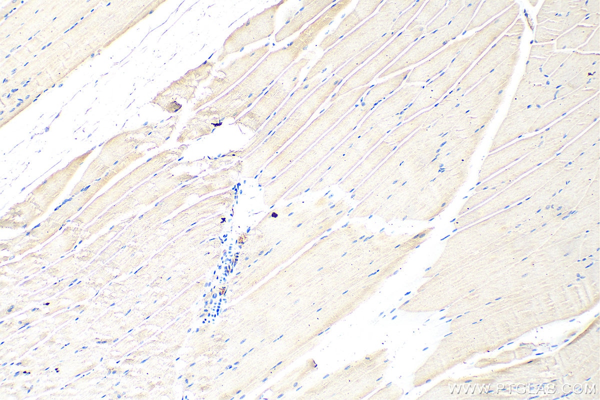 Immunohistochemistry (IHC) staining of mouse skeletal muscle tissue using GBX1 Polyclonal antibody (55035-1-AP)