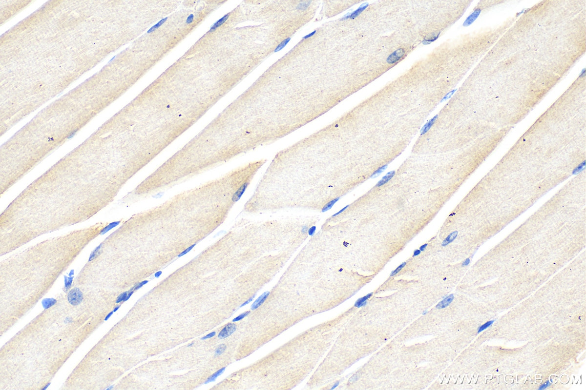 Immunohistochemistry (IHC) staining of mouse skeletal muscle tissue using GBX1 Polyclonal antibody (55035-1-AP)