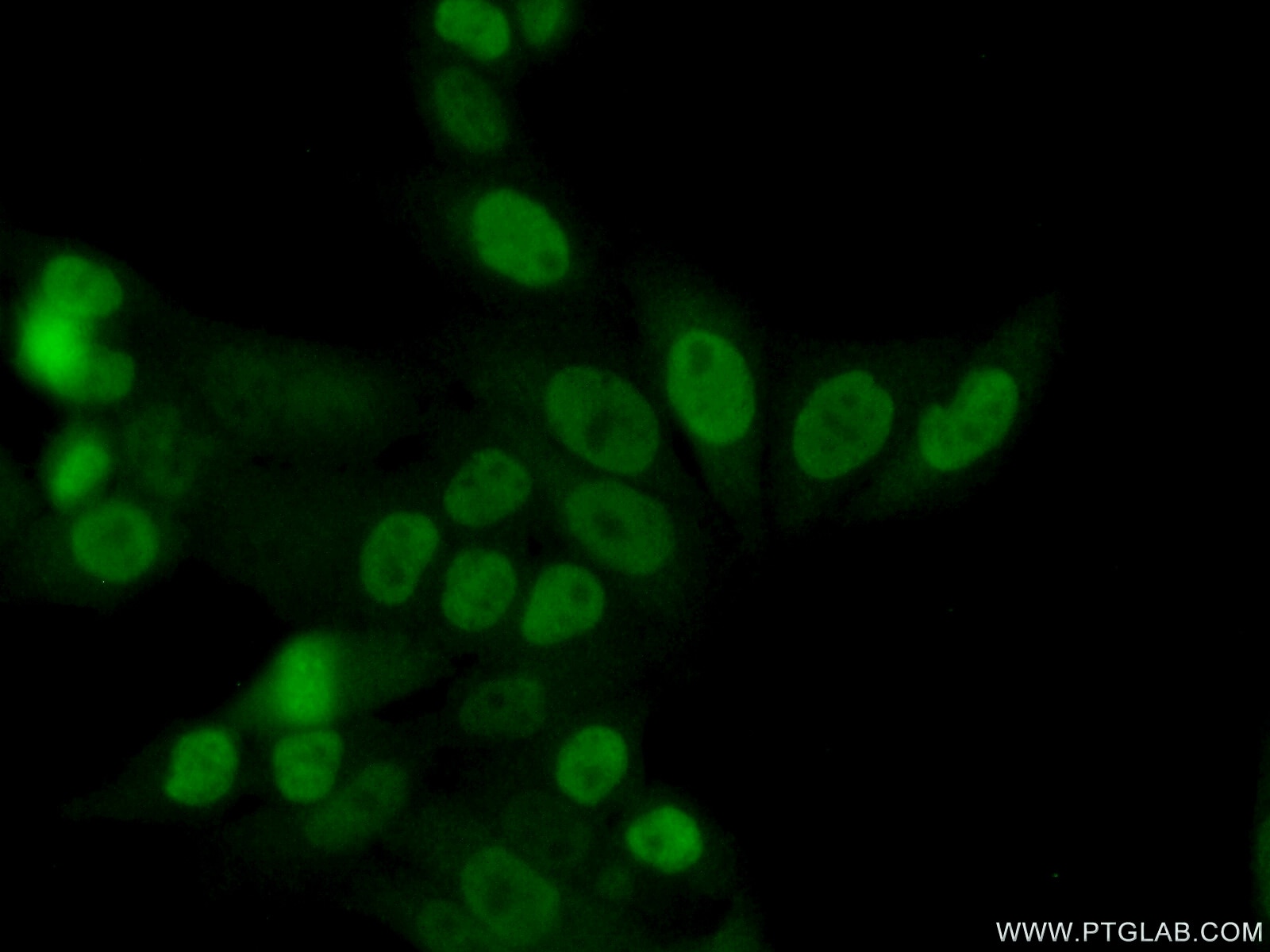 Immunofluorescence (IF) / fluorescent staining of HeLa cells using GBX2 Polyclonal antibody (21639-1-AP)
