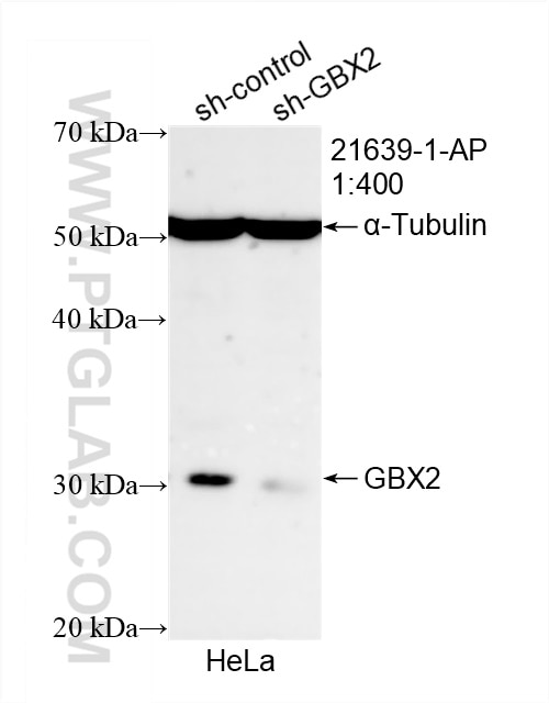 Western Blot (WB) analysis of HeLa cells using GBX2 Polyclonal antibody (21639-1-AP)